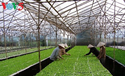 Tỉnh Hà Nam phát triển nông nghiệp công nghệ cao - ảnh 1